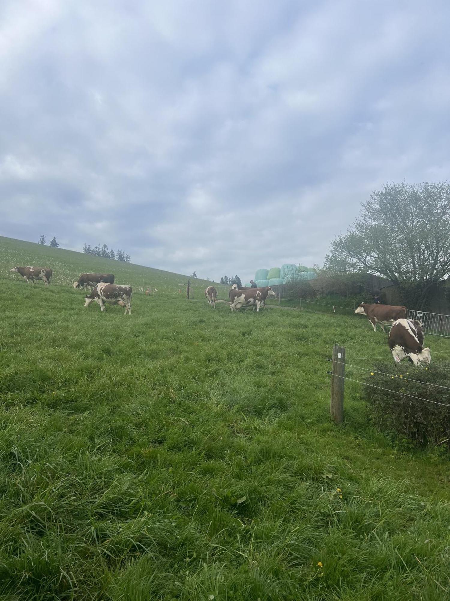 Kapellehof Ferienwohnungen Triberg im Schwarzwald Exteriér fotografie