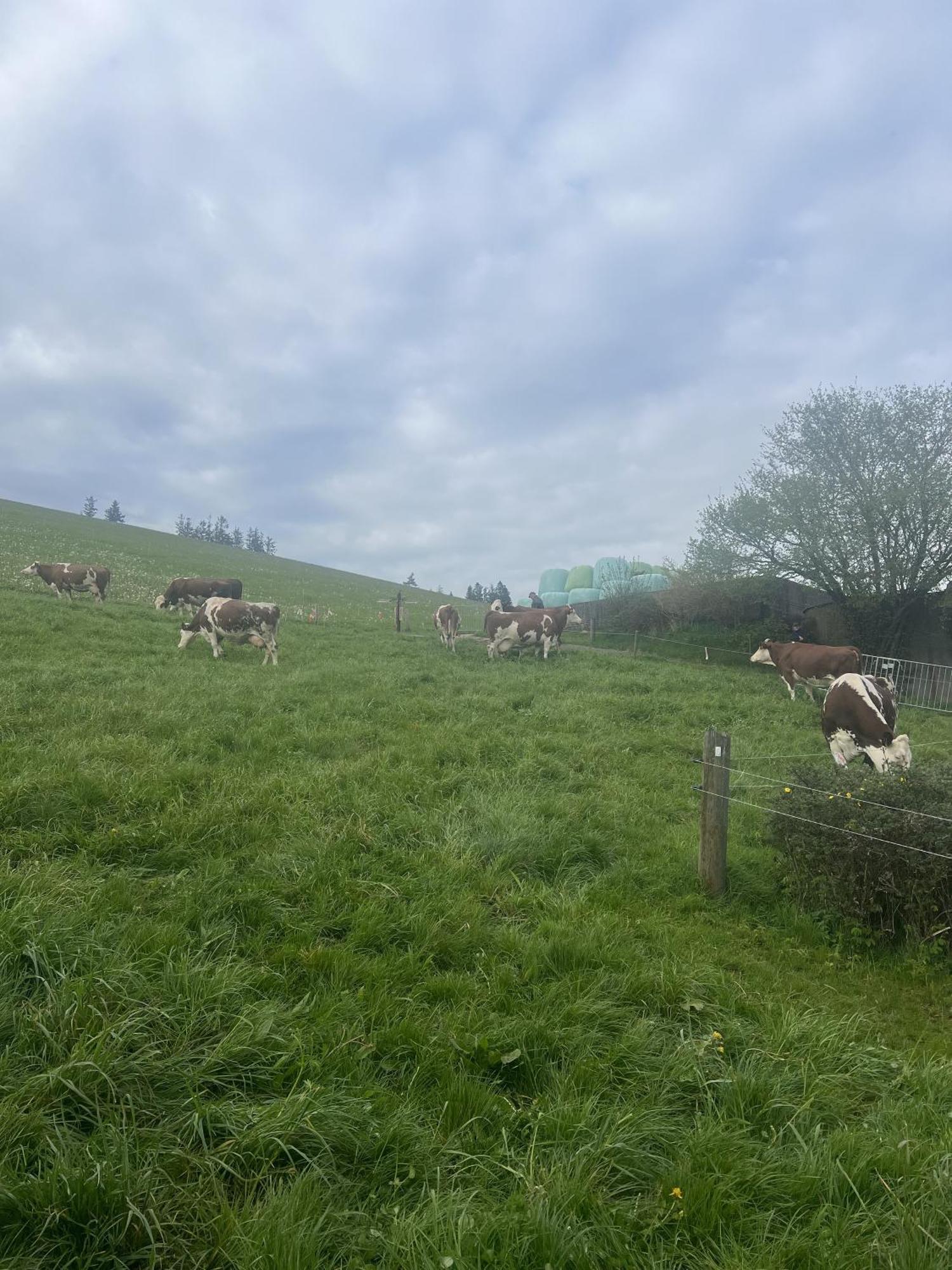 Kapellenhof Ferienwohnungen Triberg im Schwarzwald Exteriér fotografie