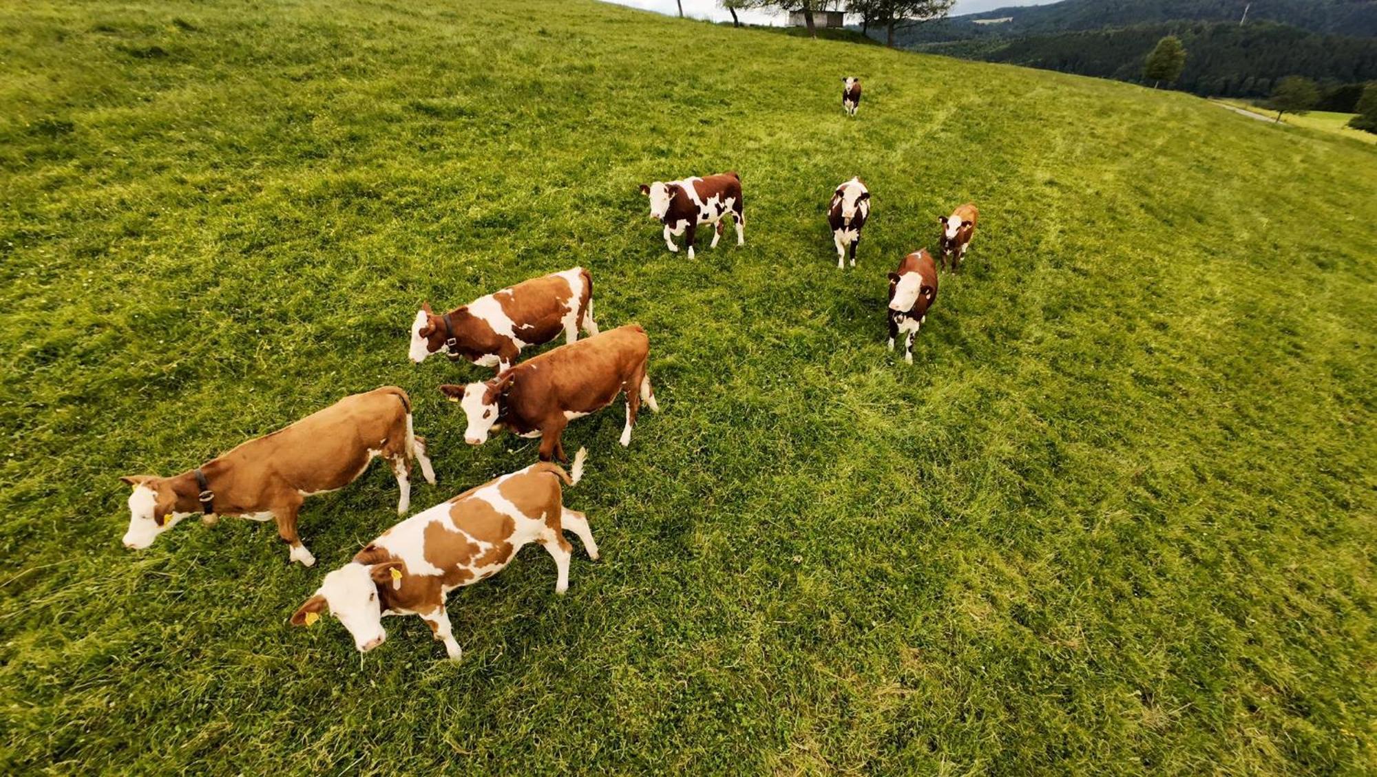 Kapellehof Ferienwohnungen Triberg im Schwarzwald Exteriér fotografie